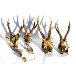 Taxidermy. A group of five roebuck skulls & antlers.