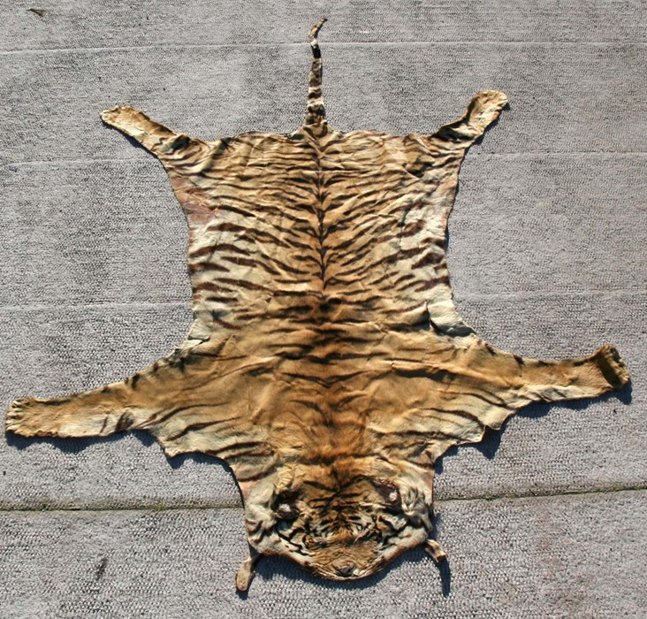 Taxidermy - A large early 20th century Indian Tiger skin rug with flattened head on suede/leather