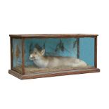 Taxidermy. A cased study of a recumbent fox in a naturalistic setting, in a mahogany framed glazed