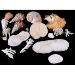 A group of large sea shells and various corals.