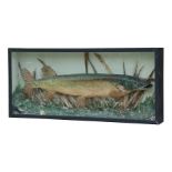 Taxidermy. A cased pike in a naturalistic setting, overall 99cms (39ins) wide.