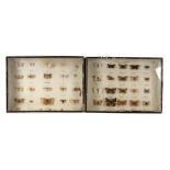 Taxidermy. A cased set of British moths; together with a similar set of British butterflies.