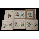 Twelve early 19th century Chinese studies of flowers and butterflies, watercolours, mounted on