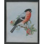 K Bready - Study of a Bullfinch - signed lower right, watercolour, framed & glazed, 17 by 22cms (6.