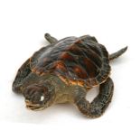 Taxidermy. A small turtle, 17cms (6.75ins) long.