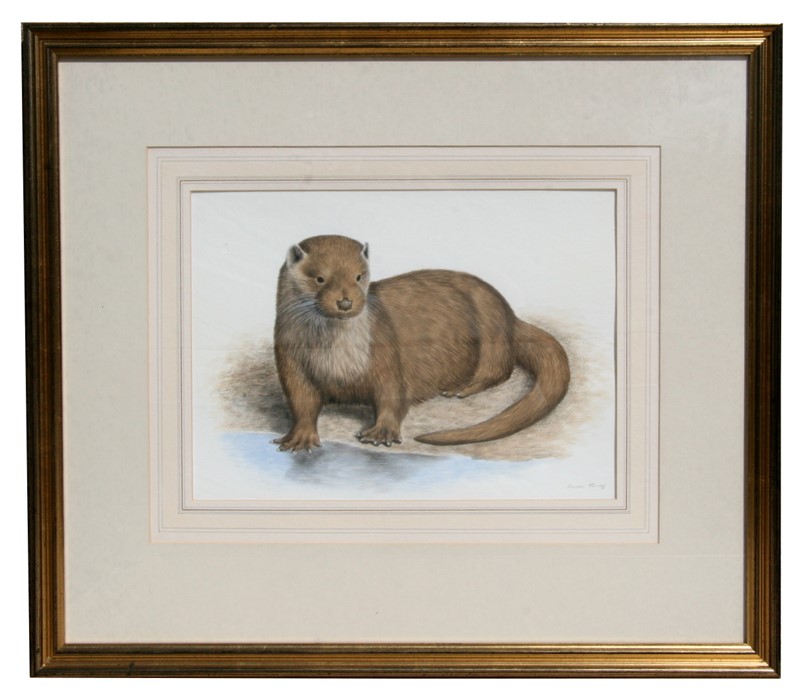 Simon Turvey (b1957) - a study of an otter, signed lower right, watercolour, framed, 35 by 26cms (