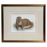 Simon Turvey (b1957) - a study of an otter, signed lower right, watercolour, framed, 35 by 26cms (