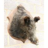 Taxidermy. A boar's head mounted on an oak shield shaped plaque, overall 80cms (31.5ins) high.