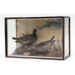 Taxidermy. Two birds in a naturalistic landscape, cased, 56cms (22ins) wide.