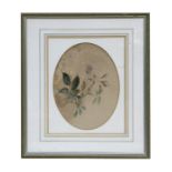 19th century English school - a watercolour study of a plant - framed & glazed, 32cms (12.5ins)