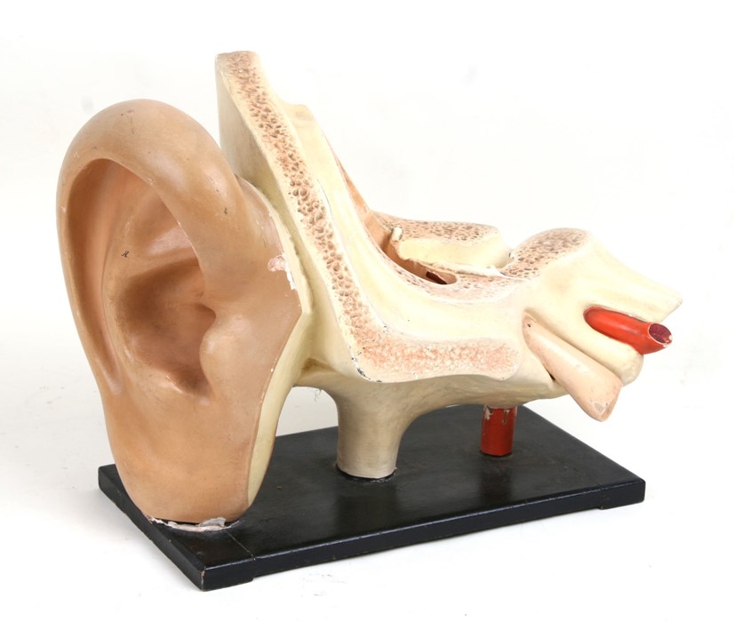 A painted plaster anatomical model of an ear, 33cms (13ins) wide.