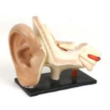 A painted plaster anatomical model of an ear, 33cms (13ins) wide.