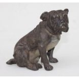 An Austrian cold painted bronze in the form of a bulldog in the manner of Franz Bergmann, 12cms (4.