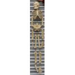 A plaster articulated figure of a skeleton, 150cms (59ins) high.