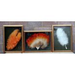 Three late 19th / early 20th century ostrich feather fans, each mounted in a box frame.