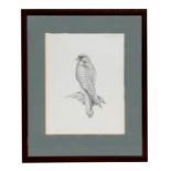 A Miller Mundy limited edition print - A Kestrel - 17/500, signed in pencil to the margin,