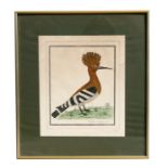 D Milne - The Hoopoe Bird - artist's proof engraving, signed & dated '79 in pencil to the margin,