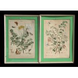 Two 18th century coloured prints depicting flowers, insects and fruit, each framed & glazed,