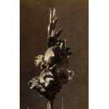 Walker Evans Gladiolus Original Photograph