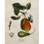 4 French engravings or Fruit with Decorative Frames