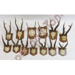 Taxidermy - A collection of thirteen roe deer antlers, each on a wooden shield