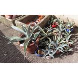 1 LARGE BLUE AGAVE & A SELECTION OF SMALLER BLUE AGAVE & AGAVE AMERICANA CACTI