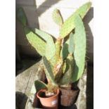3 PRICKLY PEAR POTTED CACTI