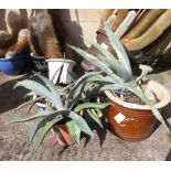 1 LARGE & 1 SMALL AGAVE AMERICANA & 1 BLUE AGAVE CACTI