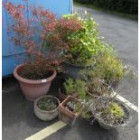 QUANTITY OF GLAZED POTS & PLANTS