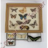 Taxidermy - a display of foreign butterflies in glass topped box together with four others mounted