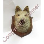 Taxidermy - a fox mask mounted on an oak shield