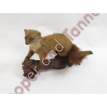 Taxidermy - a Pine Martin standing on a gnarled branch, 28cms high