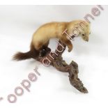 A Taxidermy of stoat standing on a log