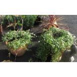 MATCHING PAIR OF TERRACOTTA POTS WITH IVY & OTHER PLANTS