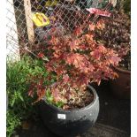 BLACK CIRCULAR POT CONTAINING AN ACER TREE