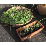 SMALL TROUGH CONTAINING CHIVES & LOW CIRCULAR PLANTER WITH PLANTS
