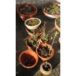 COLLECTION OF TERRACOTTA POTS & SOME WITH PLANTS