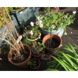 7 POTS WITH PLANTS
