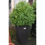 POTTED SHRUB