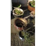 4 GLAZED GARDEN POTS WITH PLANTS