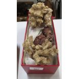 BOX CONTAINING CORAL
