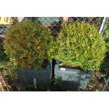 2 MATCHING SQUARE PLANTERS WITH SHRUBS