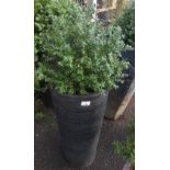 POTTED SHRUB