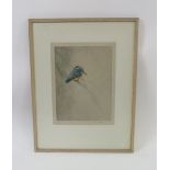 George Vernon Stokes (1873 - 1954) Kingfisher perched on a branch, signed limited edition coloured