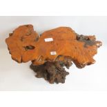 A gnarled wood root coffee table 45cms high 78cms wide