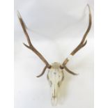 A set of skull mounted Red Deer antlers