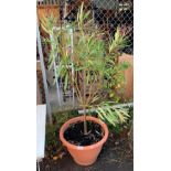 LARGE PLASTIC PLANT POT WITH POTTED TREE