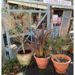 LARGE TERRACOTTA POT WITH OLIVE TREE & 2 PLASTIC POTS WITH PLANTS