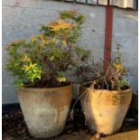 PAIR OF LARGE POTTERY PLANTERS WITH RHODODENDRONS