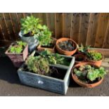 SELECTION OF PLASTIC, METAL & TERRACOTTA POTS WITH PLANTS